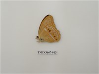 藏品(蛺蝶科(1))的圖片